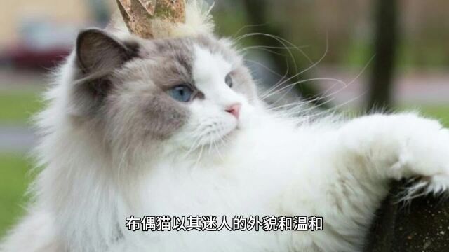 辨别纯种与非纯种布偶猫:识别标志与关键要点