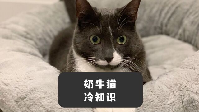 养奶牛猫,格局一定要打开~