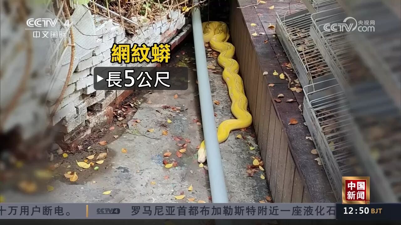 台北西门町电影公园出现5米黄金蟒蛇 吓坏民众