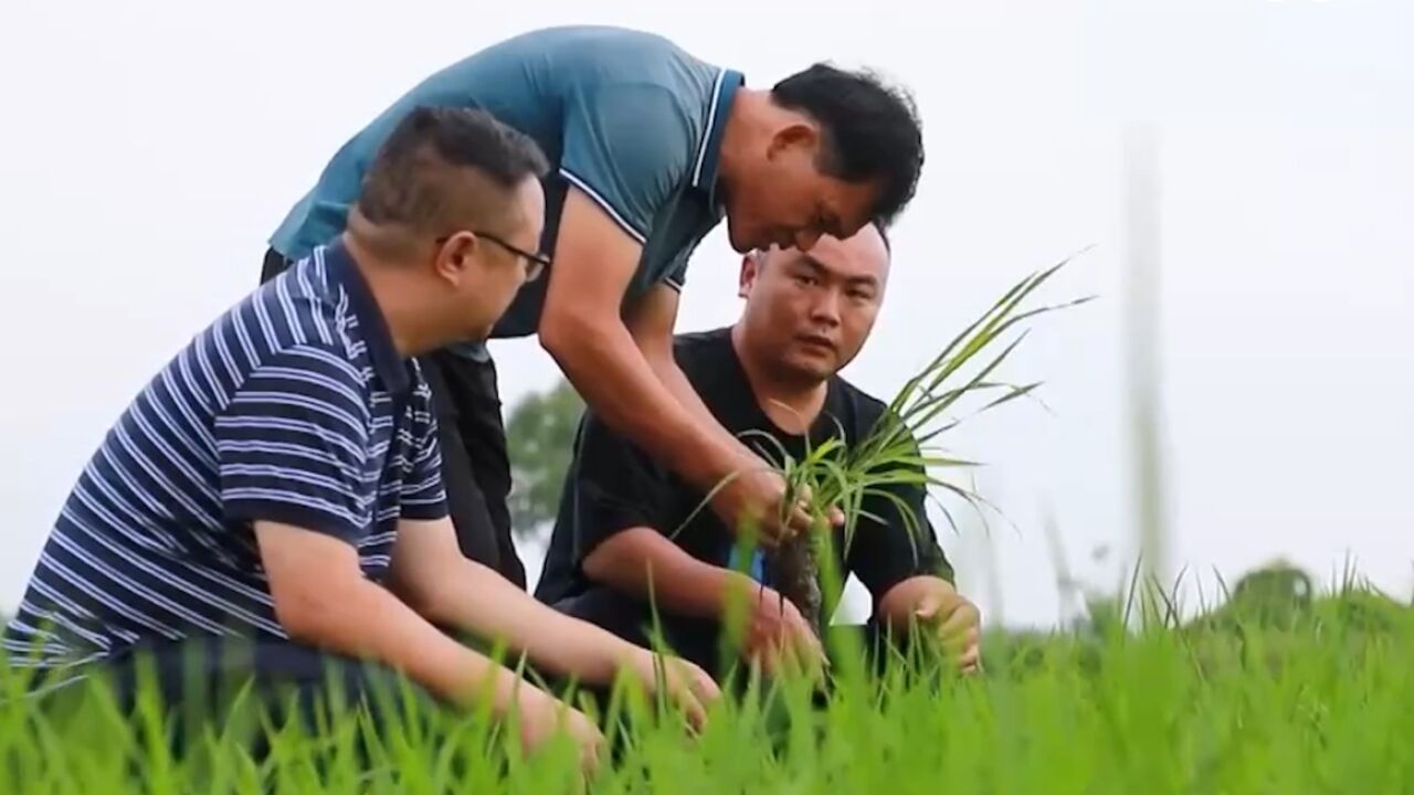 各地抓好秋粮中后期田管,力促稳产丰收