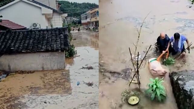 湖北荆州暴雨:河水上涨房屋被淹 居民齐腰深水中救出“二师兄”