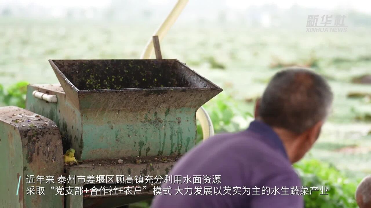 江苏泰州:芡实遍方塘 农户采收忙