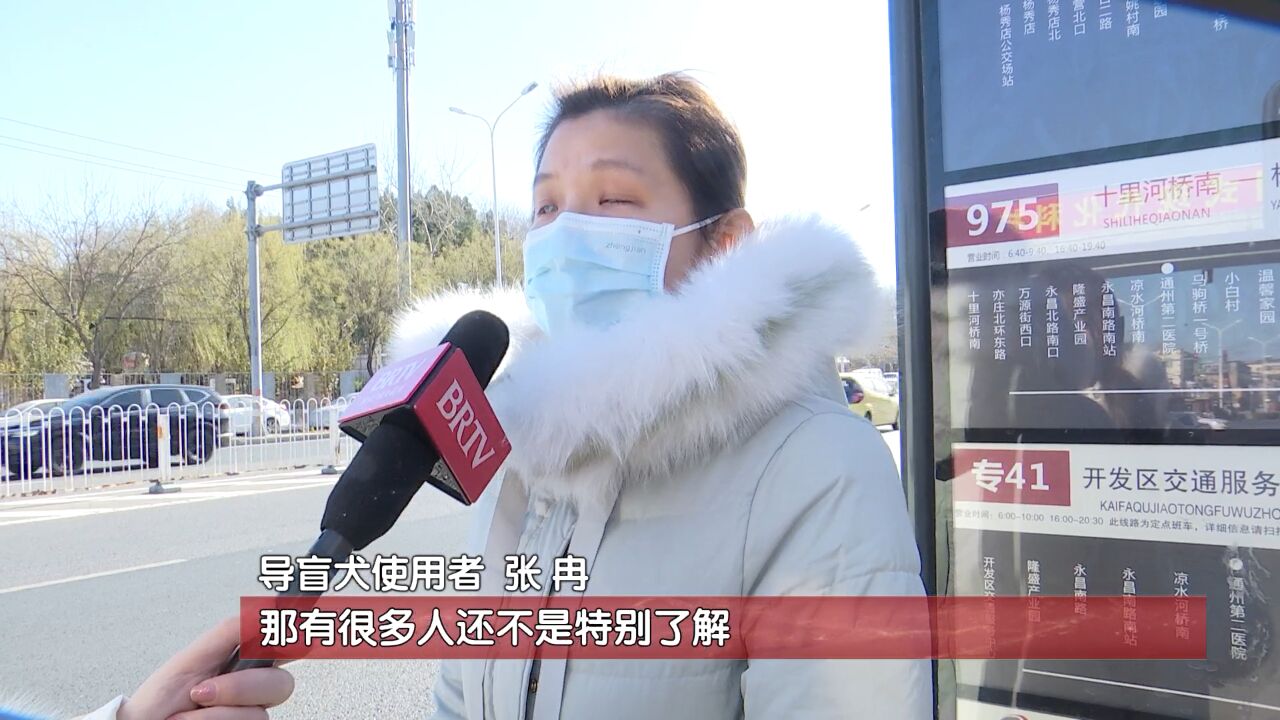 北京市导盲犬使用现状如何?使用者:出行无碍,但公众认识须提升