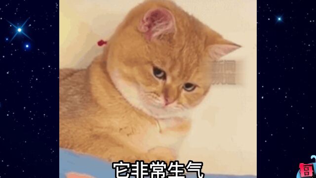 【每日一囧】猫:呵~男人!说不爱就不爱了是吗!