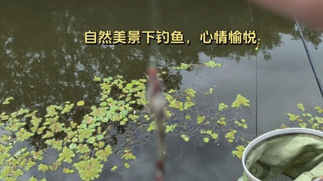 大自然美景下钓鱼,美不胜收!