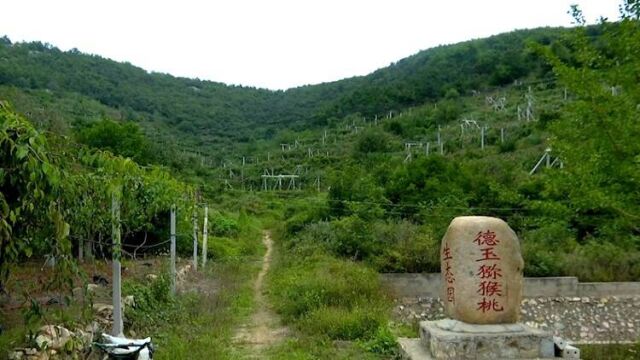 乳山:发展特色种植 助力富民增收