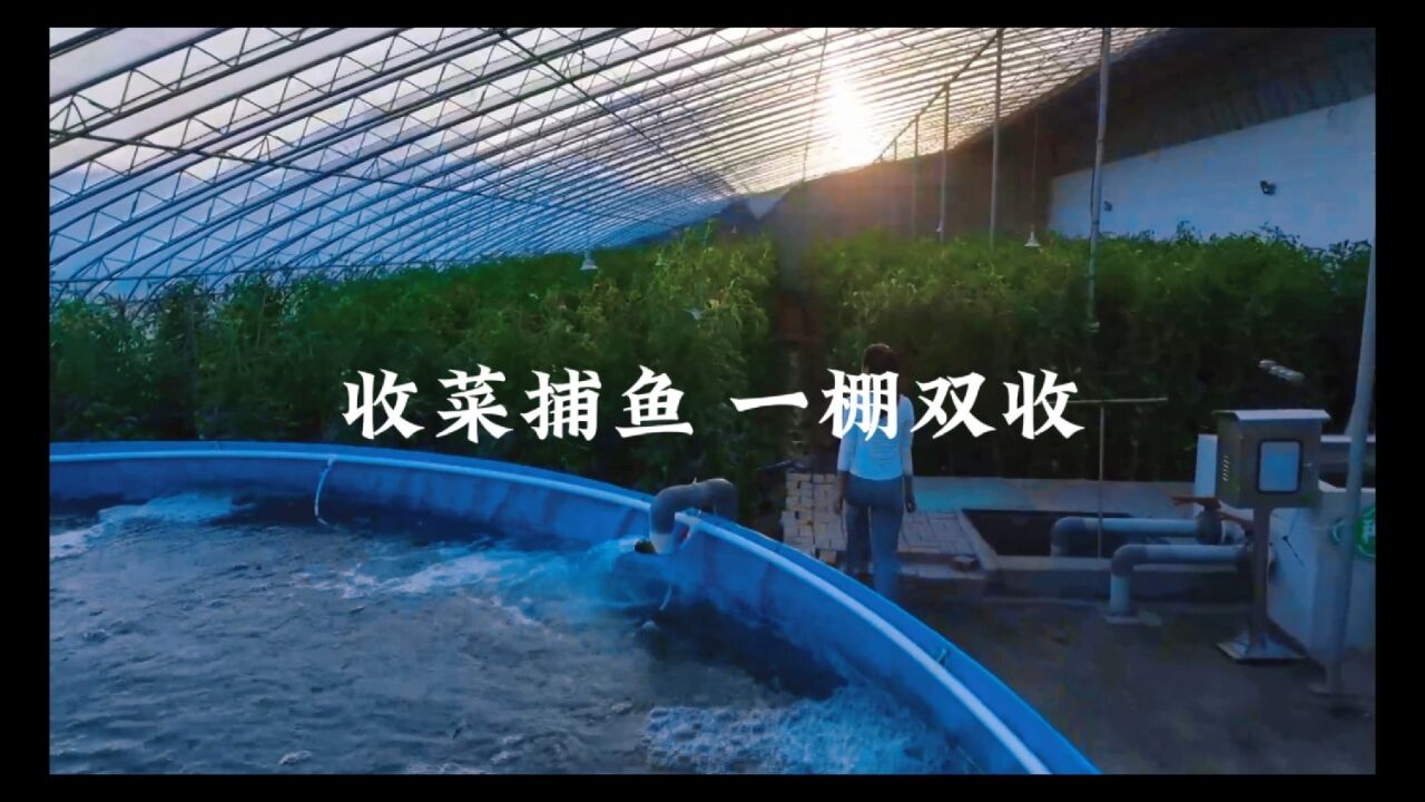 养鱼不换水 ,种菜不买肥 .一水两用,一棚双收 的秘密— “鱼菜综合种养”