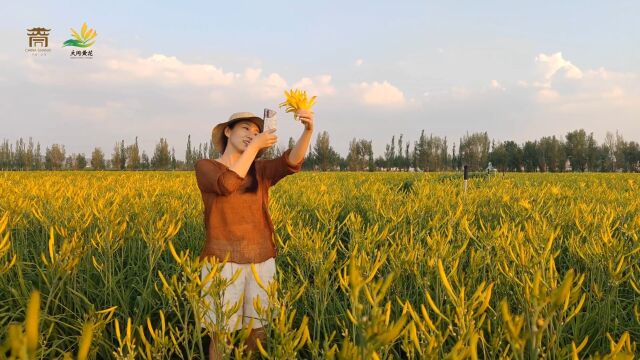 路过云州区,被这片忘忧花海美到了.