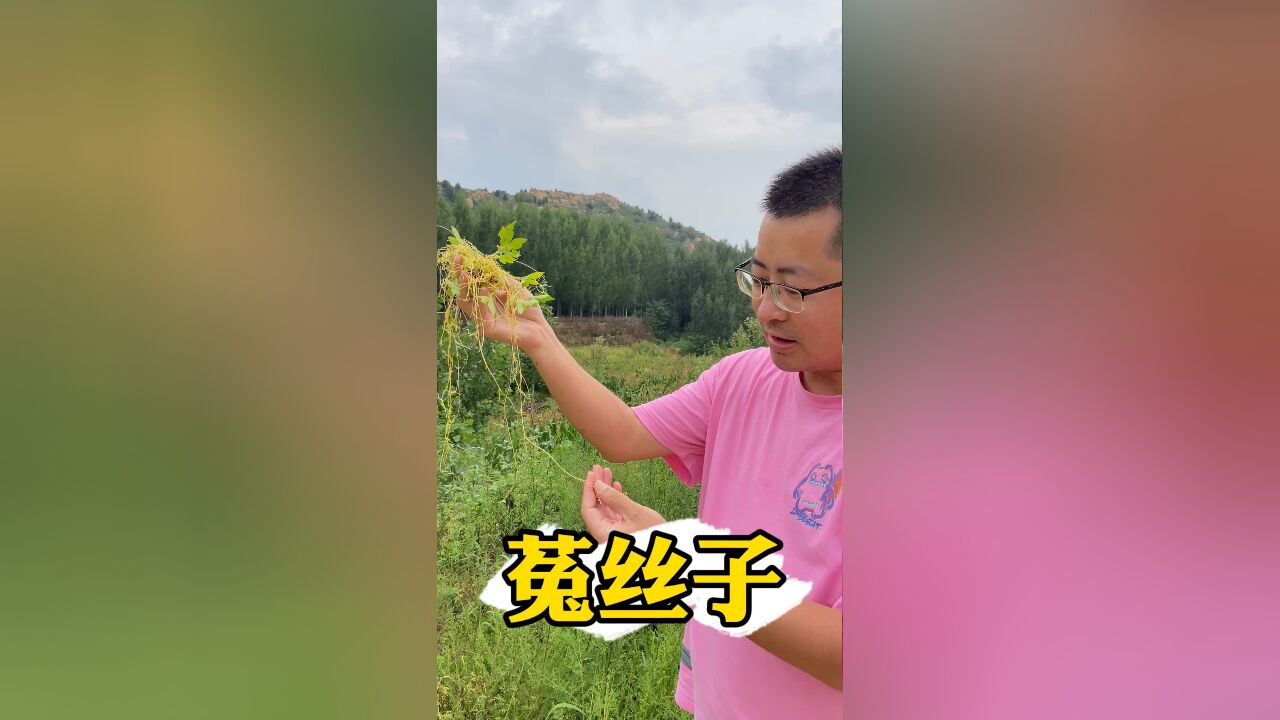 传统中药材菟丝子