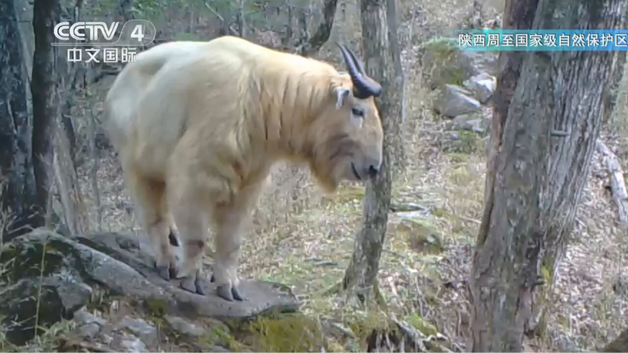 中国自然秘境,秦岭深处的国宝家园,野生动物的乐园