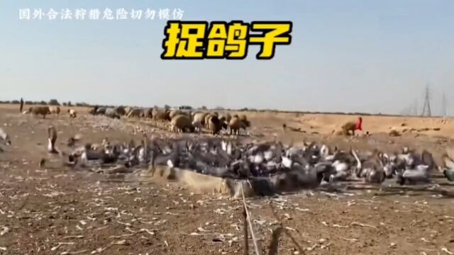 国外捕猎之一群小鸽子