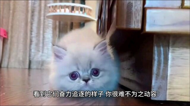 网络热门宠物之短脚猫