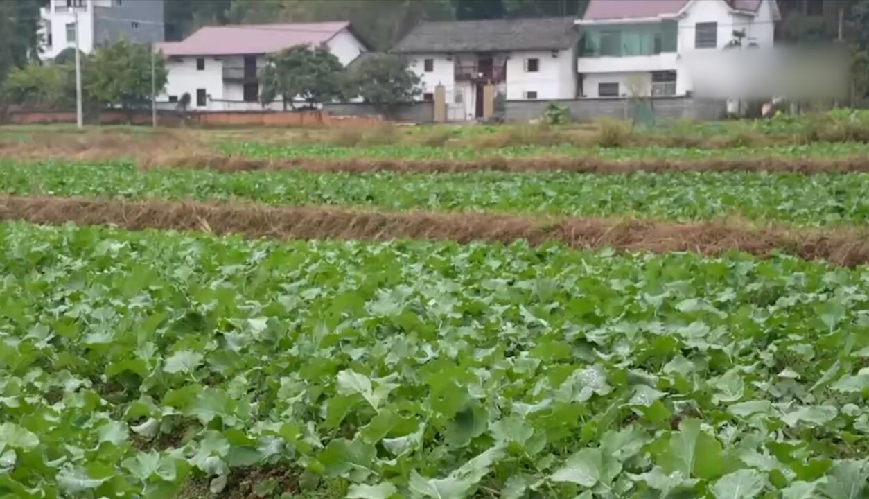 北京:低温高湿易发病害,农技人员指导科学防范