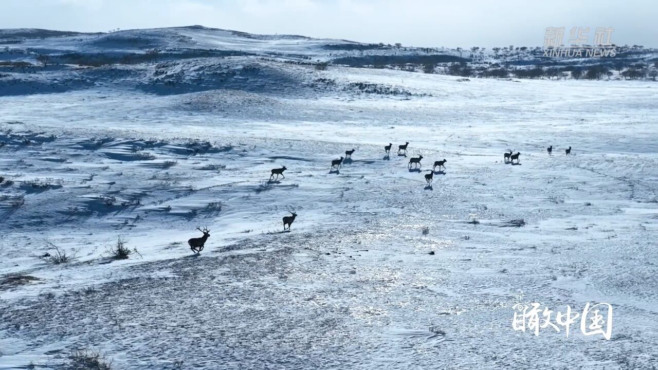 瞰中国|丹青墨色染群山 马鹿灵动跨雪原