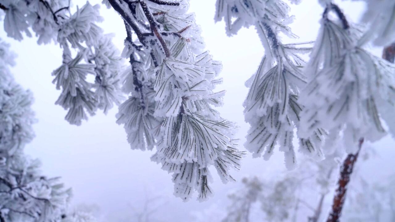 雾气缭绕、雾凇冰挂 来蒙山邂逅冰雪童话