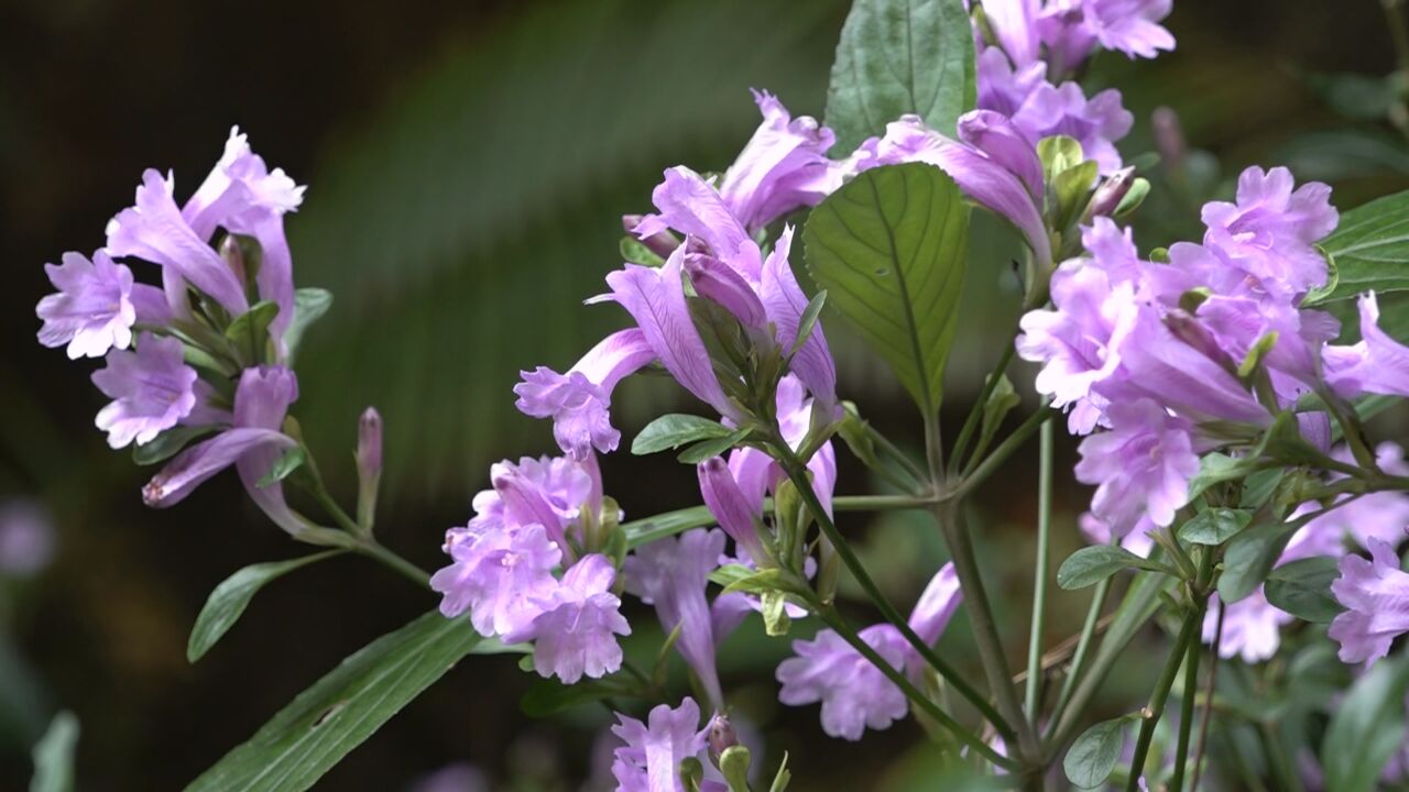 藏在山谷中紫色梦境,在韶关始兴邂逅板蓝花开