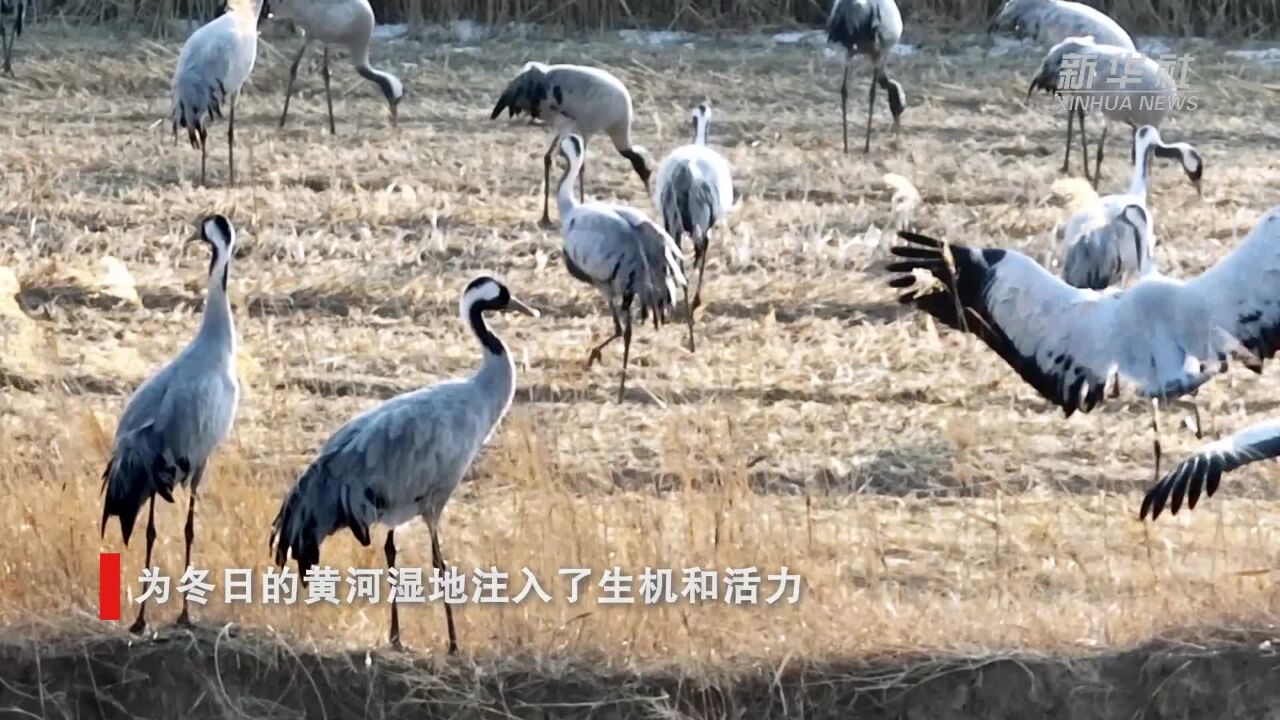 宁夏平罗:黄河湿地 鹤影蹁跹