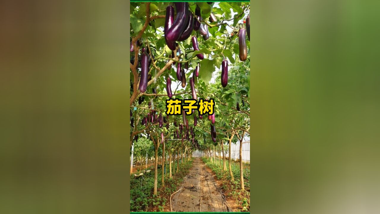 如何嫁接多年生的茄子,让它长成一颗大树?