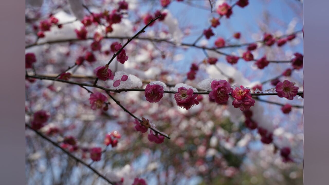 绥宁:傲雪寒梅俏枝头 赏花留影醉游人