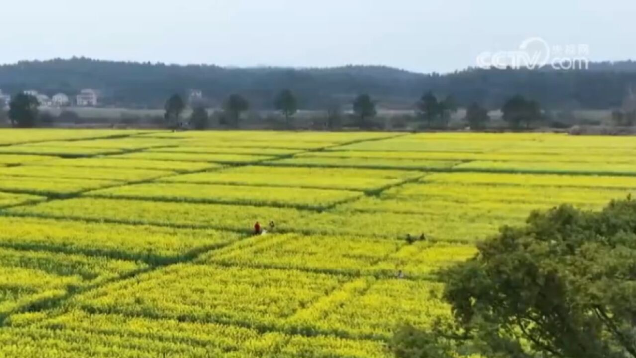 江西:油菜花开引客来,农旅融合促增收