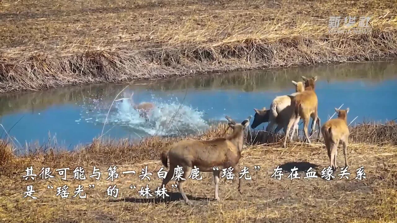 七里海湿地喜现双白麋鹿同框