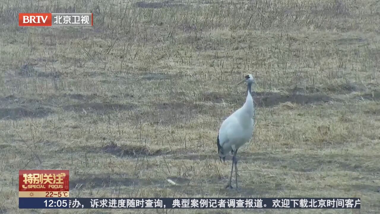 超珍贵画面 十年来丹顶鹤首次现身密云!