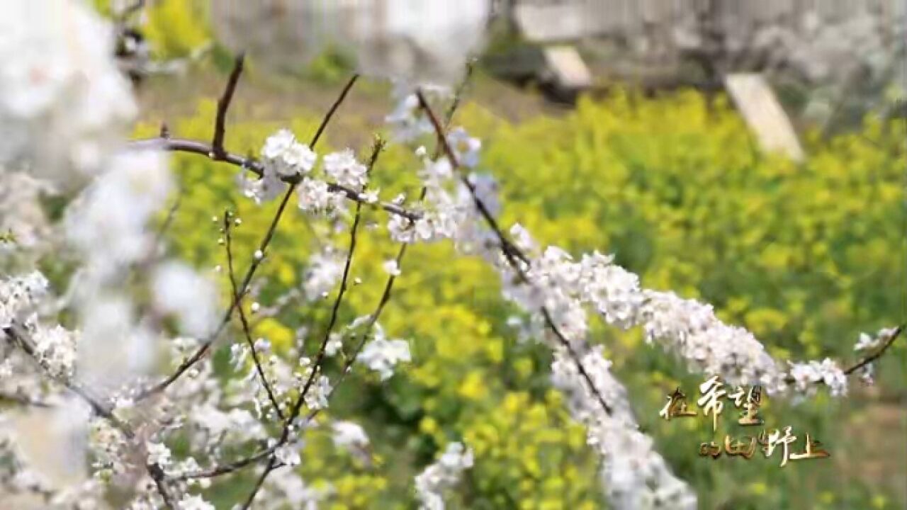 在希望的田野上:长清后园跨村联建,实现抱团发展