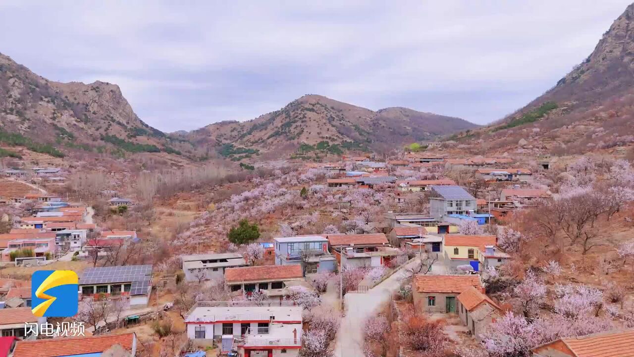 莒南县大山空村:樱花竞相绽放 似世外桃源