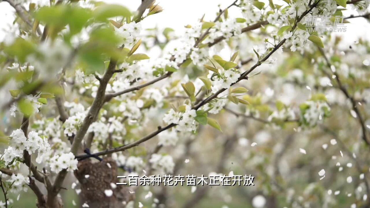 山东邹平:香飘黄河岸