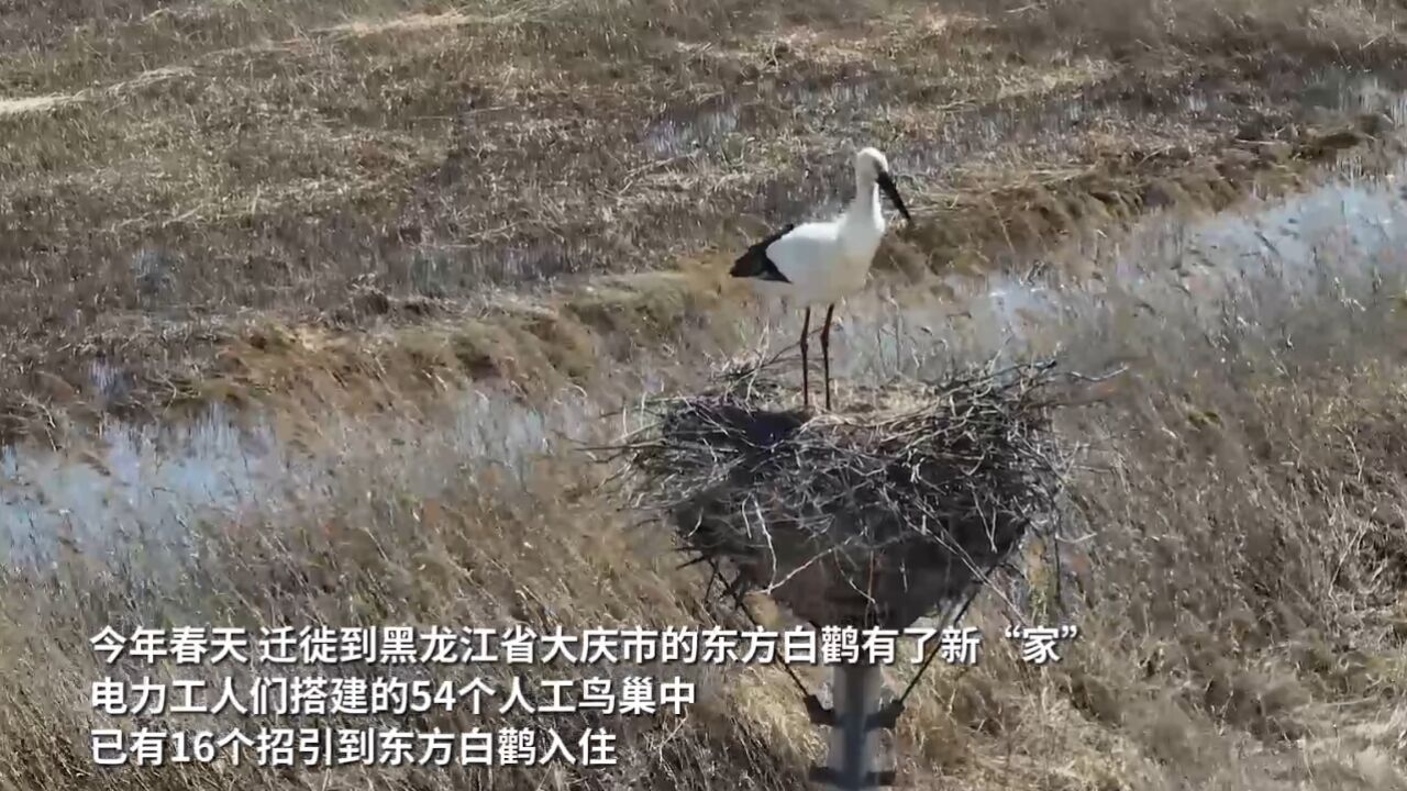 高压线不安全 电力工人给东方白鹳盖了新“家”