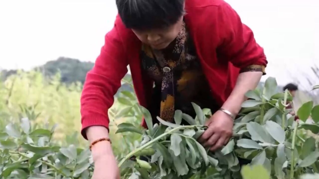 浙江萧山:吃豆迎立夏,寓意平安又健康