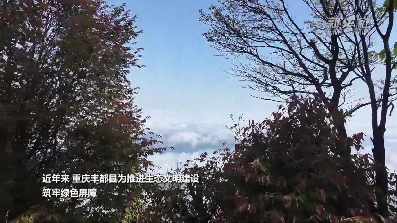 重庆丰都:初夏云海美