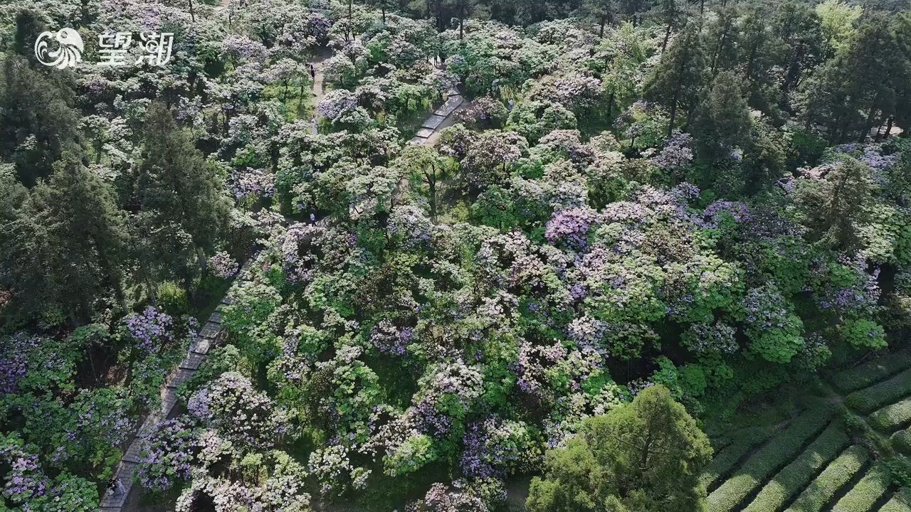 台州:一花一世界 一日梦千年