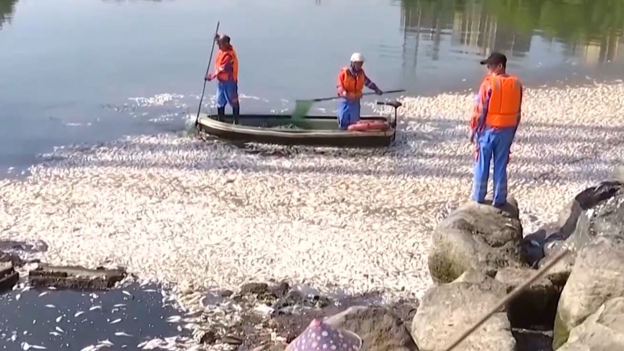 海南海口一湖里突现大量死鱼打捞约有8吨 水务局局长详解原因