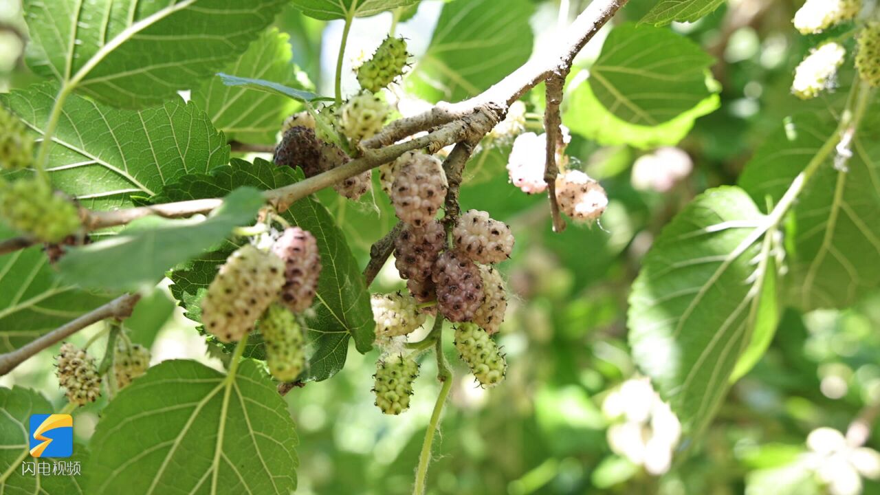 小椹果视角打开第十七届夏津黄河故道椹果生态文化节