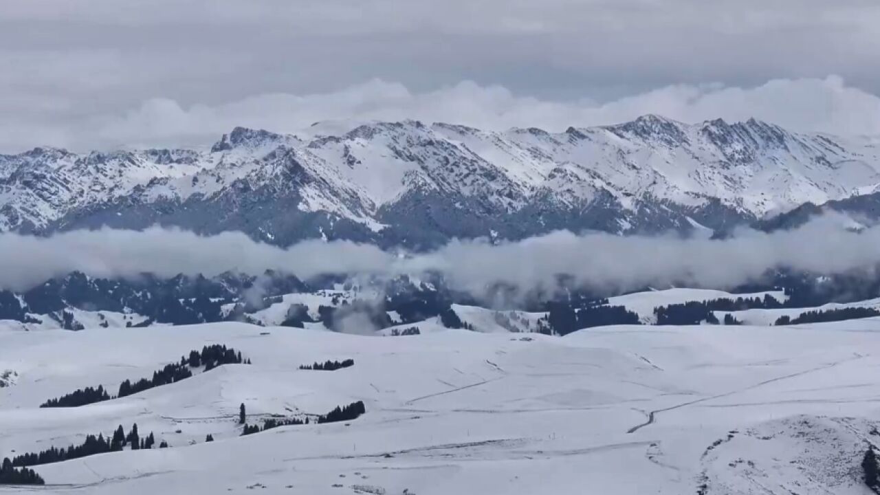 新疆五月飞雪 犹如水墨画卷