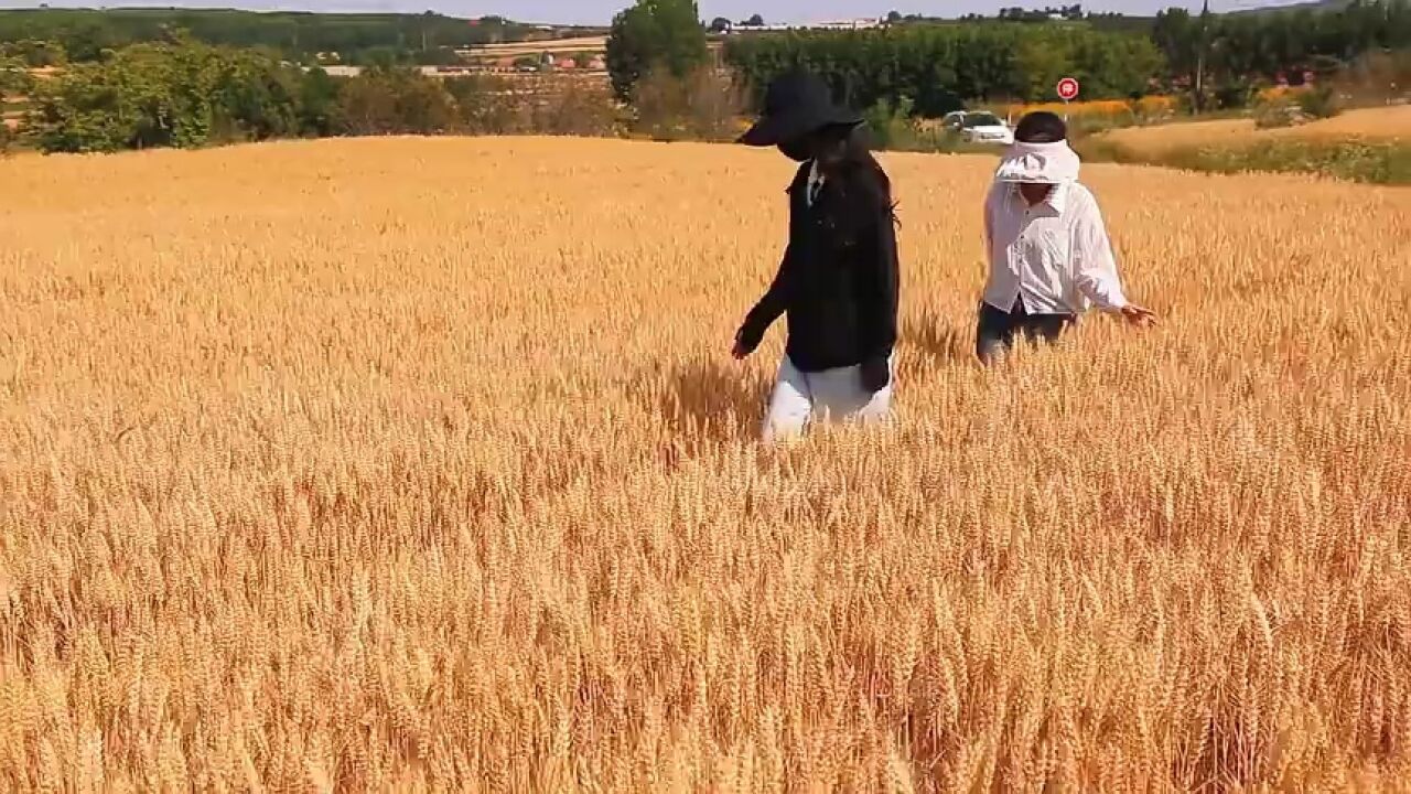 威海火炬高技术产业开发区:风吹麦浪遍地黄