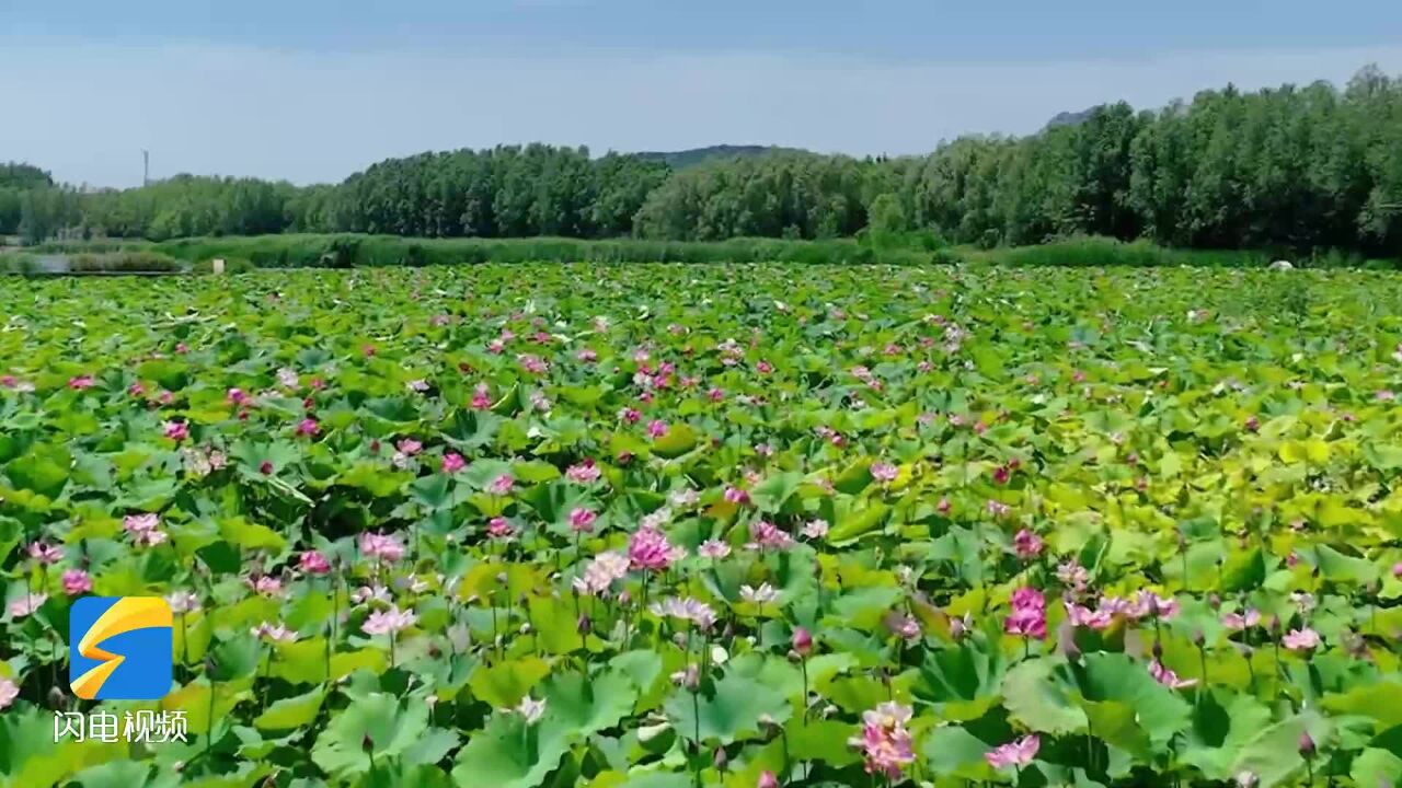 日照岚山:盛夏荷花开 赏荷正当时