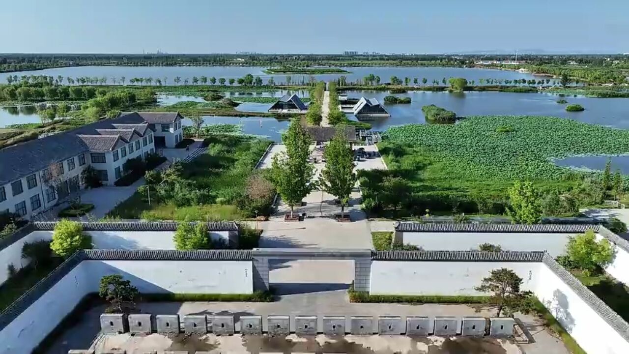 济宁市鱼台县:旧城海子 盛夏湿地 白鹭翩跹