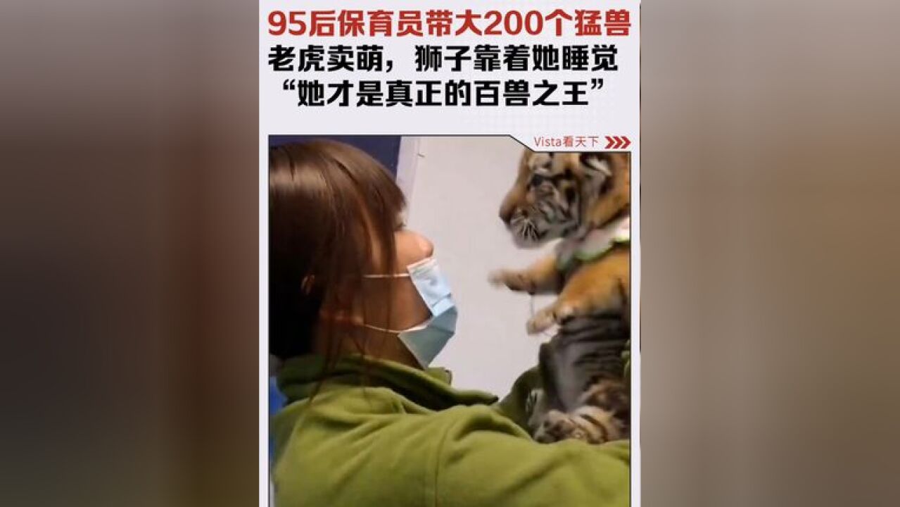 95后保育员4年带大200个猛兽.狮子对她卖萌,老虎乖乖伏在她身边,连棕熊也被她轻松“拿捏”.网友直呼:“这才是真的百兽之王”