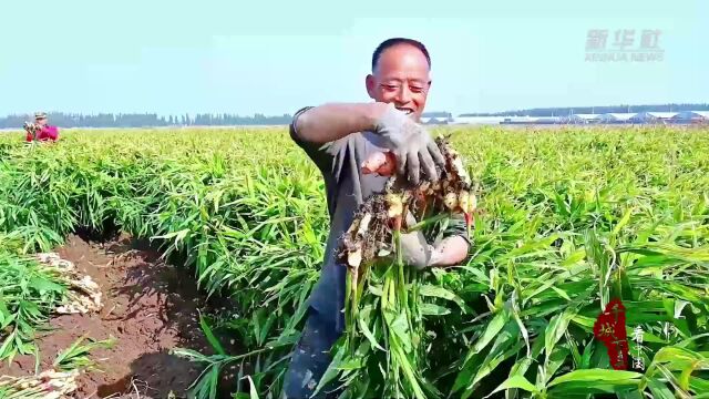[南方生姜网-图片加载]
