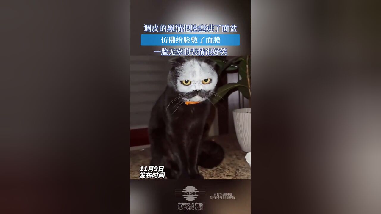 调皮的黑猫把脸塞进了面盆