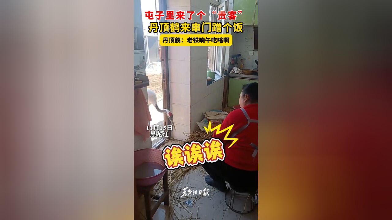 屯子里来了个“贵客” 丹顶鹤来串门蹭个饭