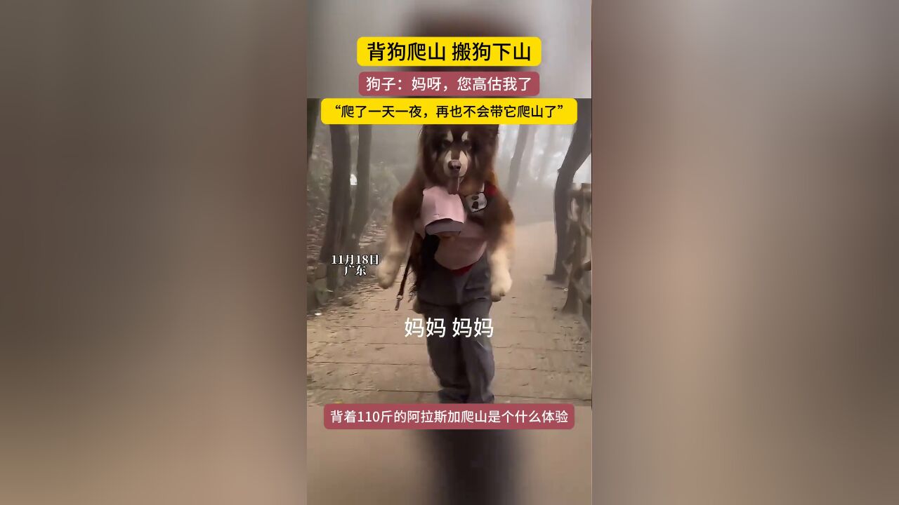 带狗狗爬山真的需要信心和勇气!狗子:妈妈是你高估我了