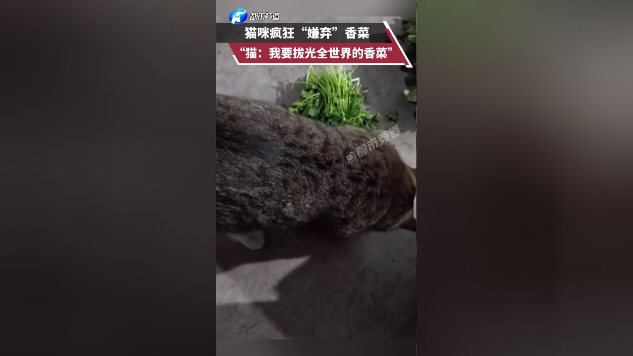 猫咪疯狂“嫌弃”香菜 猫:我要拔光全世界的香菜