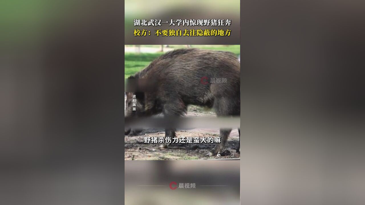 湖北武汉一大学内惊现野猪狂奔,校方:不要独自去往隐蔽的地方