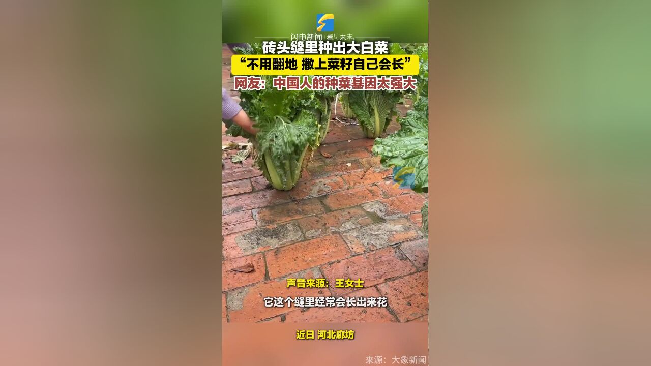 砖头缝里种出大白菜 不用翻地 撒上菜籽自己会长 网友:中国人的种菜基因太强大