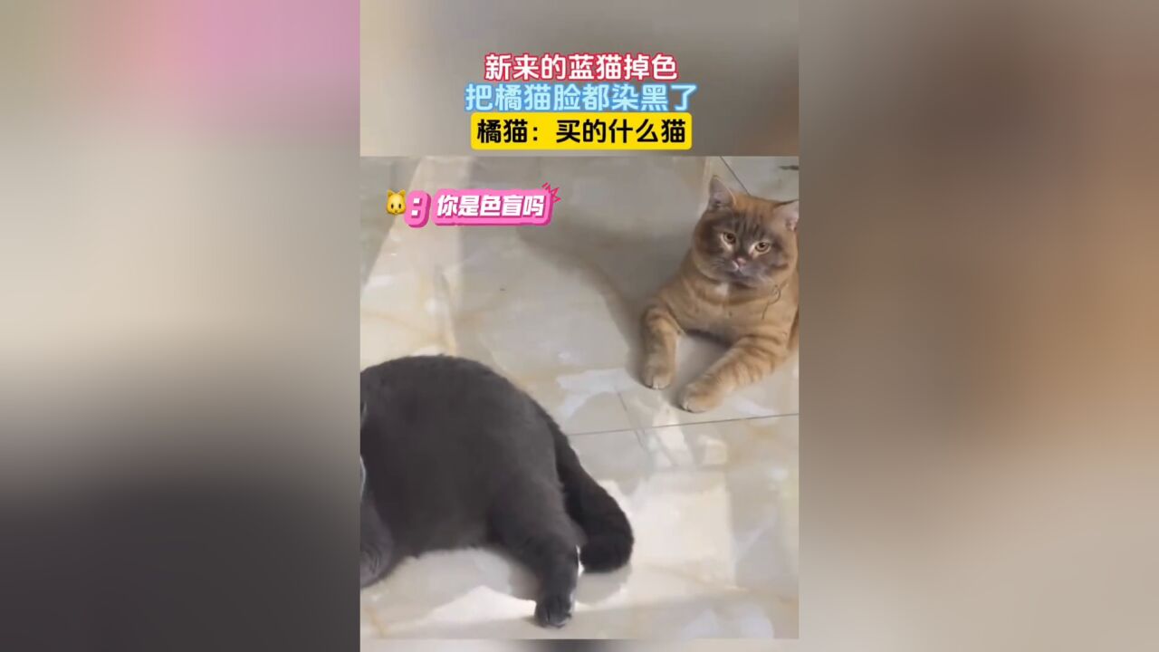 新来的蓝猫掉色 把橘猫脸都染黑了