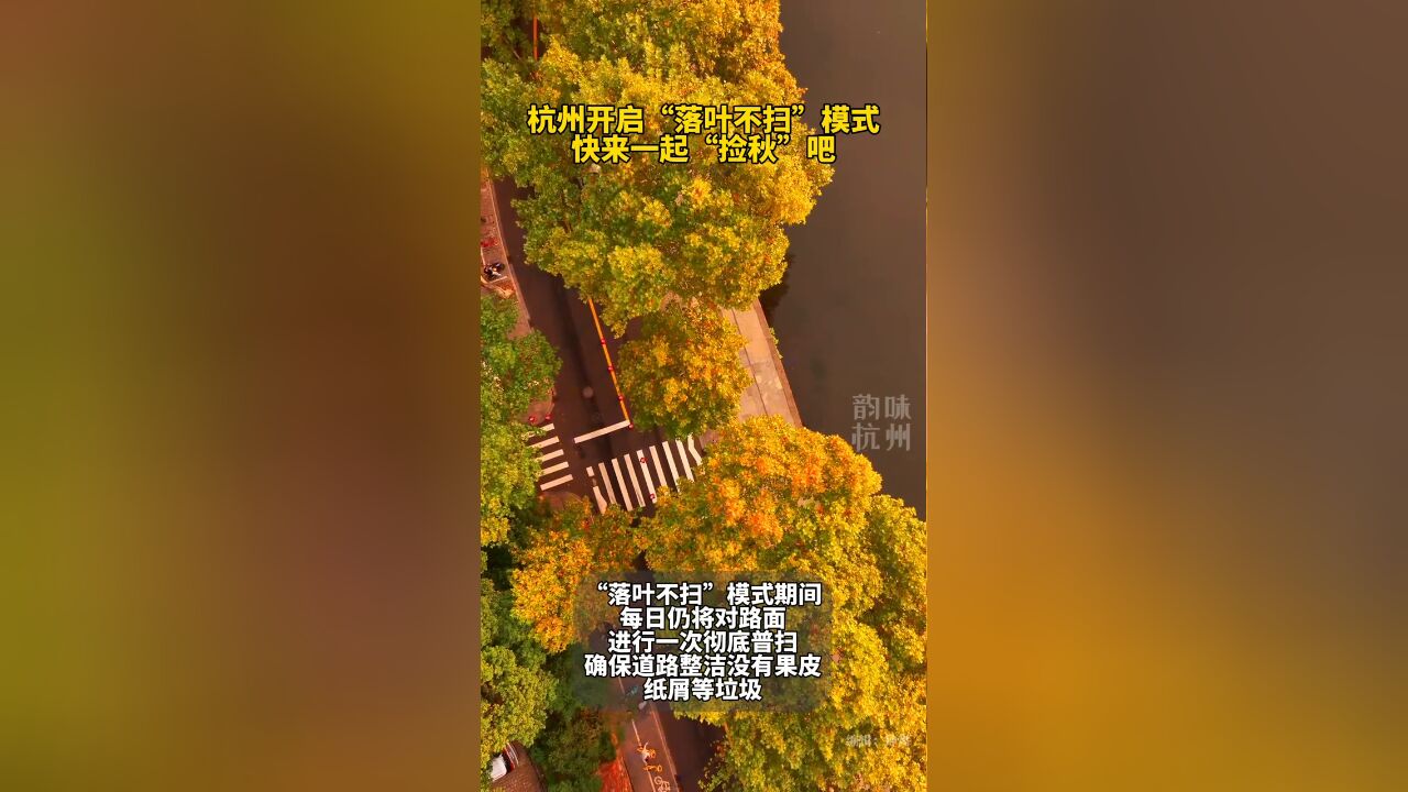 杭州开启落叶不扫模式 快来一起“捡秋”吧