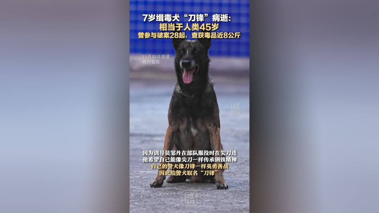 7岁缉毒犬“刀锋”病逝:相当于人类45岁,曾参与破案28起,查获毒品近8公斤